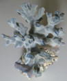 /products/marine-shells-of-the-seychelles/